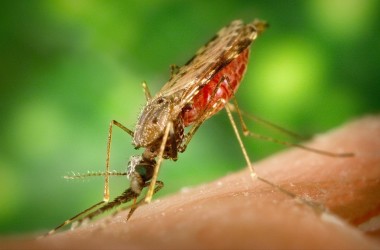 Wirus Zika – czy grozi nam epidemia?