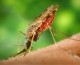 Wirus Zika – czy grozi nam epidemia?