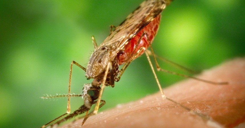 Wirus Zika – czy grozi nam epidemia?