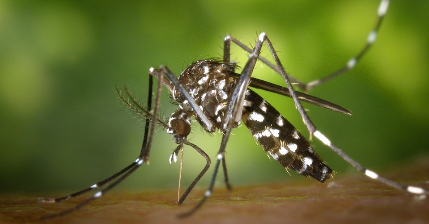 Uwaga na komary!